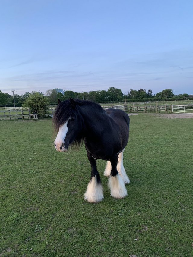 Preview of the first image of Bonnie-Anne,13hh black cob mare.