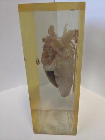 Image 5 of French sheep heart in resin anatomically labelled