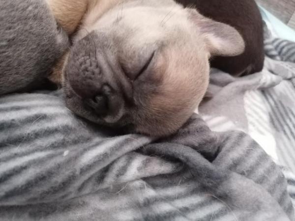 Image 10 of French bulldog puppies ready in 3 weeks