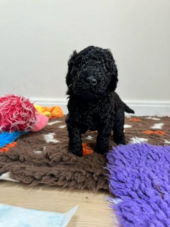 Image 5 of [F5] Curly Coat Labradoodles - Parents DNA tested