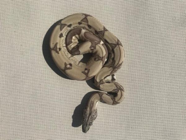 Image 3 of Baby boas for sale het kahl /anery