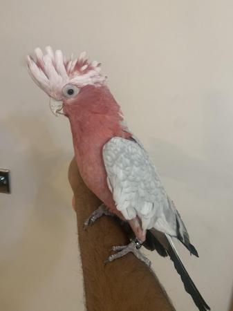 Image 2 of HandReared Cuddly Super Tame Talking Galah Cockatoo Parrot