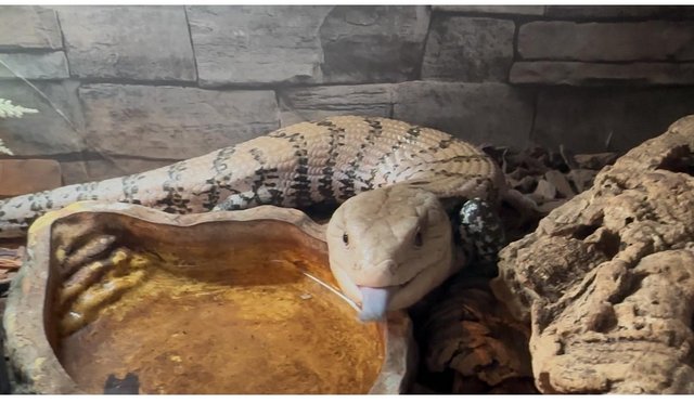 Friendly Blue tounge skink — Pets & Animals in Colchester
