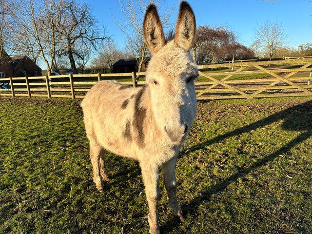 Preview of the first image of Breeding Jenny Donkey(Zara) 16months old..