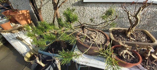 Image 2 of Pine in Erirington Reay planter