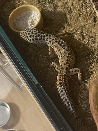 Image 3 of Leopard Gecko for sale with full set up and storage cabinet