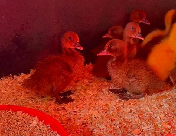 Image 1 of OFF HEAT KHAKI CAMPBELL DUCKLINGS