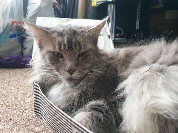 Image 5 of Gorgeous GCCF Registered Female Maine Coon in Birmingham