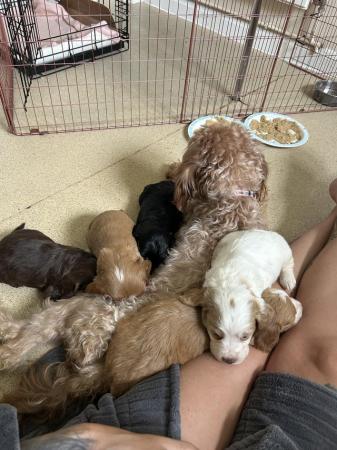 Image 21 of Cockapoo puppies (vet checked) viewings welcome now