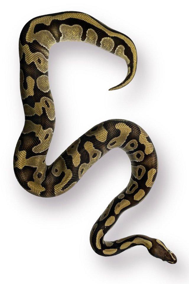 Preview of the first image of CB22 Female Enchi Mojave Royal Python.