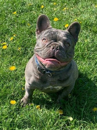 Image 7 of MAVERICK solid lilac a/a health tested french bulldog stud
