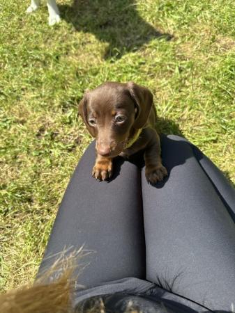 Image 8 of **READY TO LEAVE** miniature dachshund puppies for sale