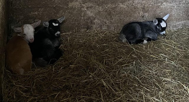 Image 1 of Two fun and tame female Pygmy goats for sale