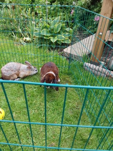 Two beautiful male rabbits For Sale in Rotherham, South Yorkshire ...