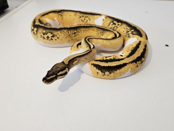 Image 3 of Pastel yellowbelly pied female