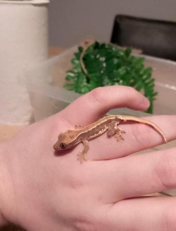 Image 1 of Lily White Crested Gecko for sale £100