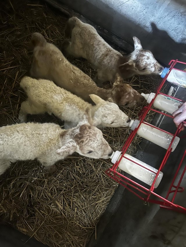 Preview of the first image of Various Cade lambs for sale!.