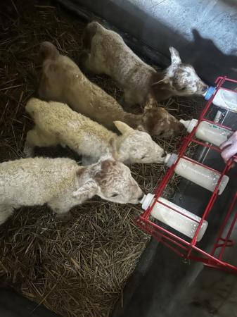 Image 1 of Various Cade lambs for sale!