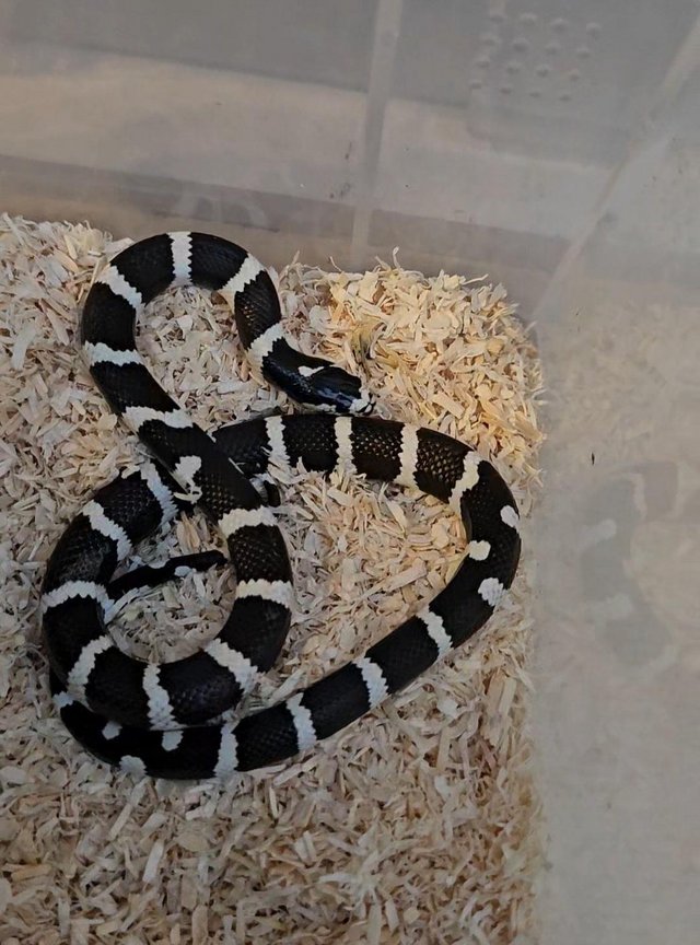 Preview of the first image of California Kingsnakes CB23 Hatchlings.