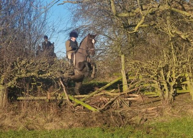Image 6 of Superb 138 for sale, all round family pony