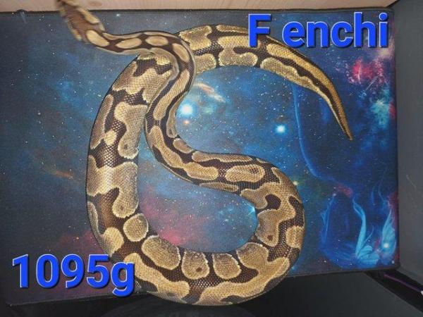Image 5 of Ball pythons For sale cheap prices