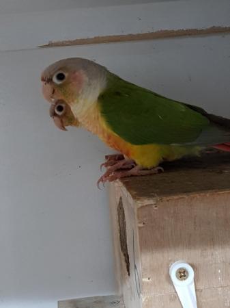 Image 5 of Breeding pairs of normal and pineapple conures