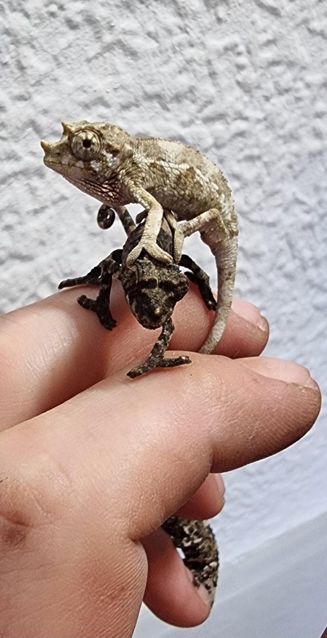 Preview of the first image of Baby Yellow-Crested Jackson’s Chameleons.