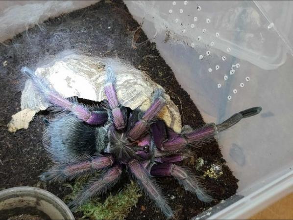 Image 6 of Tarantulas for sale - see sp available