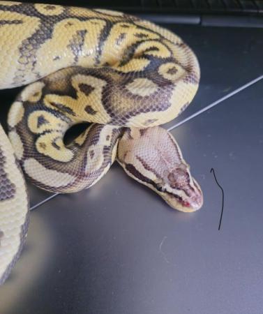 Image 2 of Male Superfly Royal Python - Super Pastel Firefly