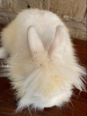 Image 6 of Unusual marked Lionhead rabbit 6 months old