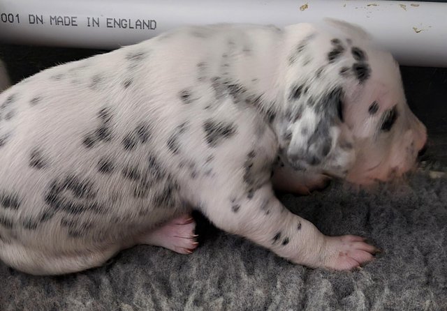 Image 6 of Kc registered dalmatian puppies