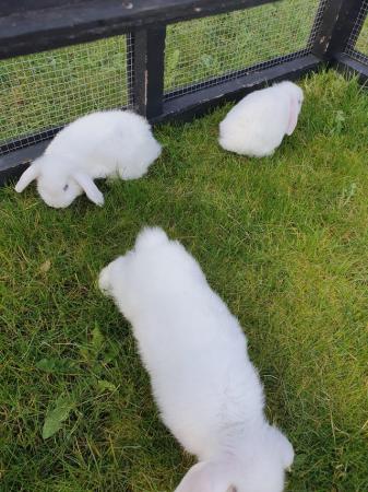 Image 3 of 10 wk baby lop eared rabbits