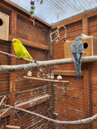 Image 5 of Adult finch pairs. Both sexes