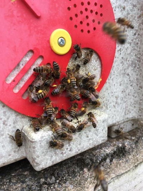 Preview of the first image of HONEY BEE NUC COLONIES. Over wintered queens..