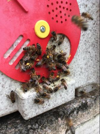 Image 1 of HONEY BEE NUC COLONIES. Over wintered queens.