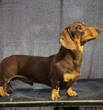 Image 3 of Miniature Smooth Haired Dachshund