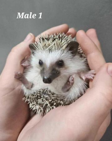 Image 4 of Two Male Pygmy Hedgehogs