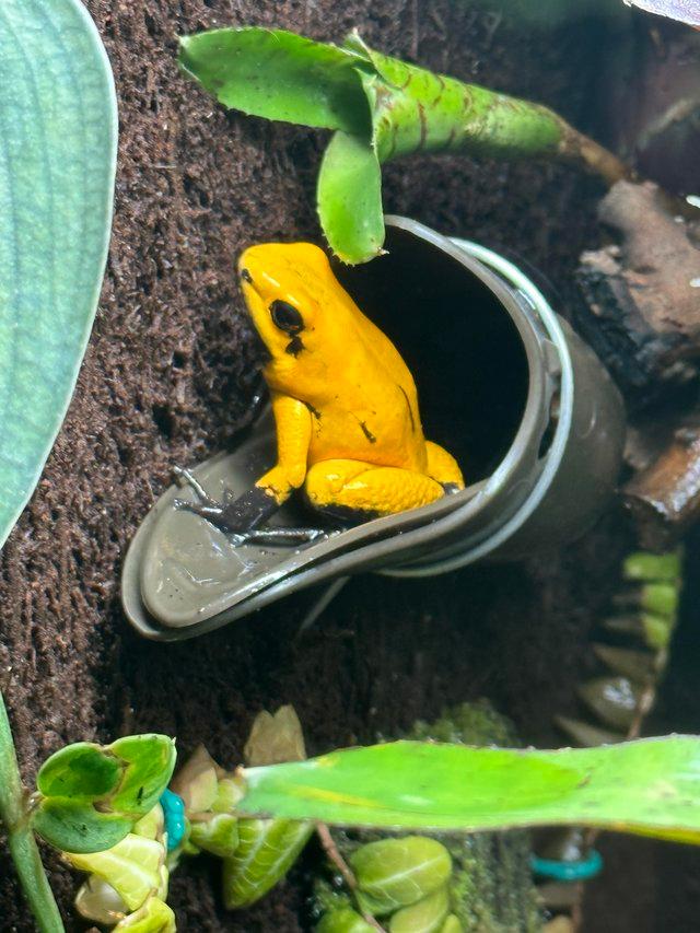 Preview of the first image of Dart frogs orange phyllobates terribilis black foot.