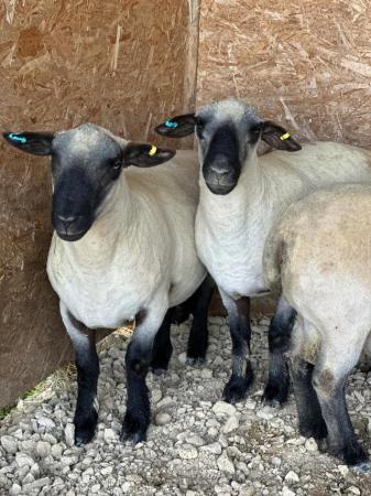 Image 3 of Pedigree Hampshire Down shearling rams for sale