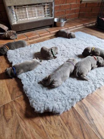 Image 3 of ICCF REGISTERED CANE CORSO PUPPIES READY NOW £450 ono