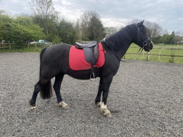 Image 2 of Part loan 13.2 Welsh pony