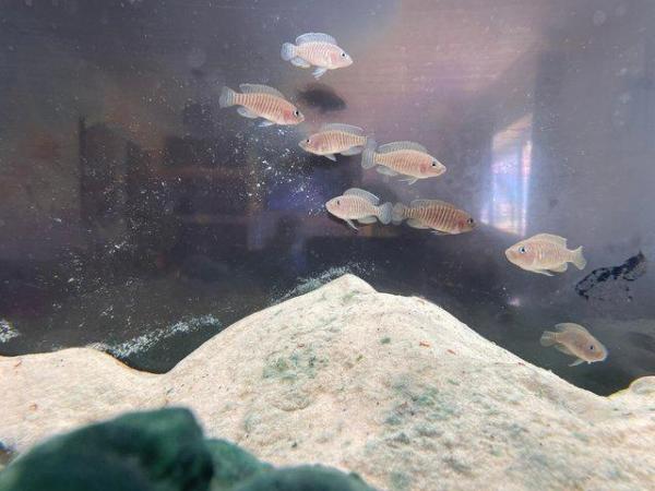 Image 5 of Neolamprologus multifasciatus Shell dwellers cichlids £2