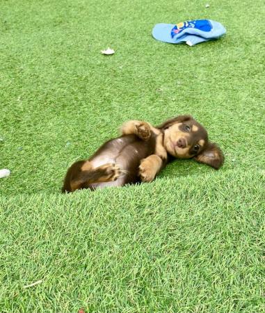 Image 5 of KC Reg longhair miniature dachshunds *READY NOW*