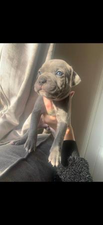 Image 1 of Cane Corso x puppies for sale!