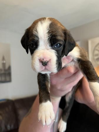 Image 13 of Adorable KC Boxer Puppies
