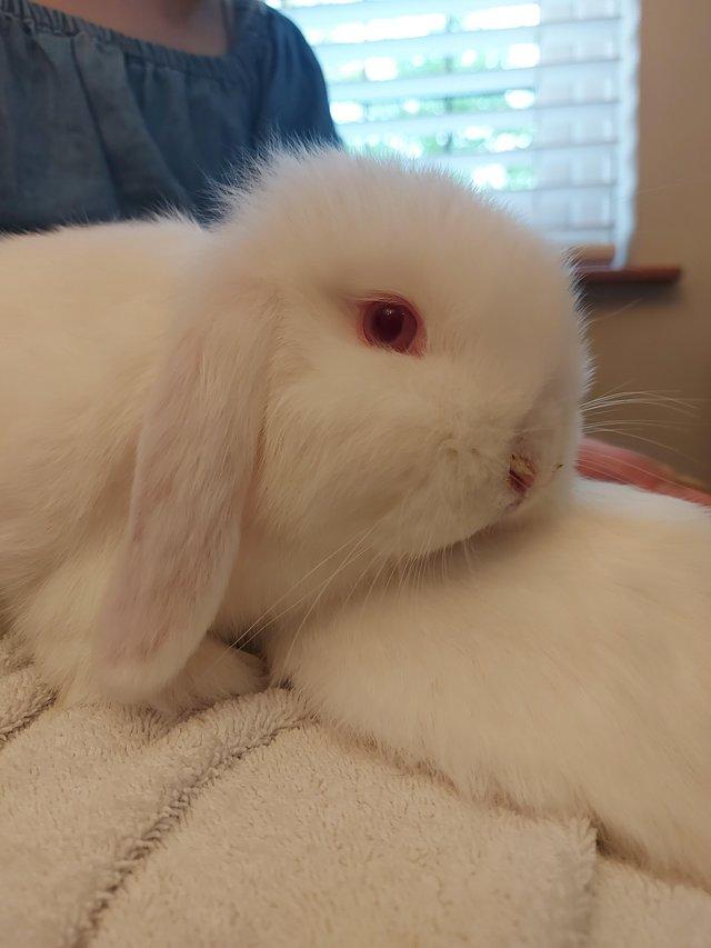 Preview of the first image of Beautiful Temperament Mini lop bunny*READY TO LEAVE* Female.