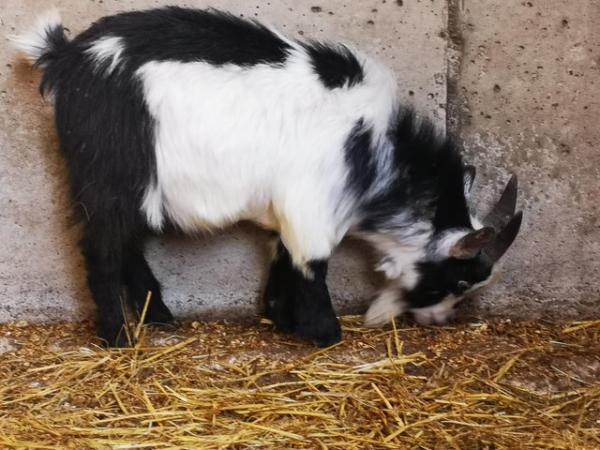 Image 3 of Pedigree Registered Pygmy goat Billy for sale