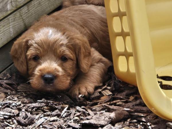 Image 14 of Labradoodle puppies **Health tested parents**