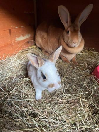 Image 3 of Standard and Part Bred Rex Bunnies Available