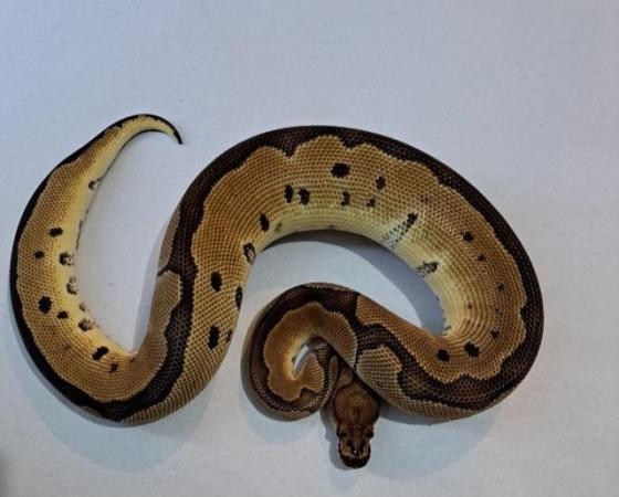 Image 2 of Baby Royal Pythons Available